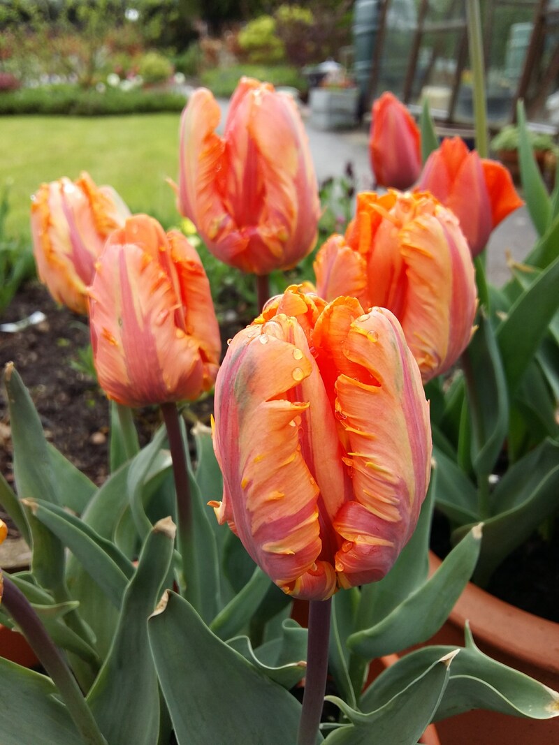 4 Expert Tips for When and How to Cut Tulips in Your Garden