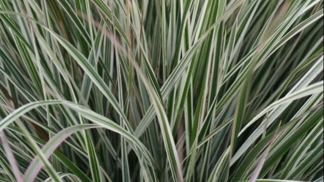 Ornamental Grass Plant