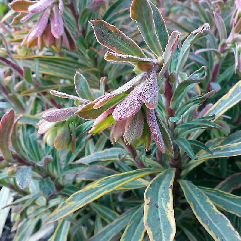 Euphorbia Shrub