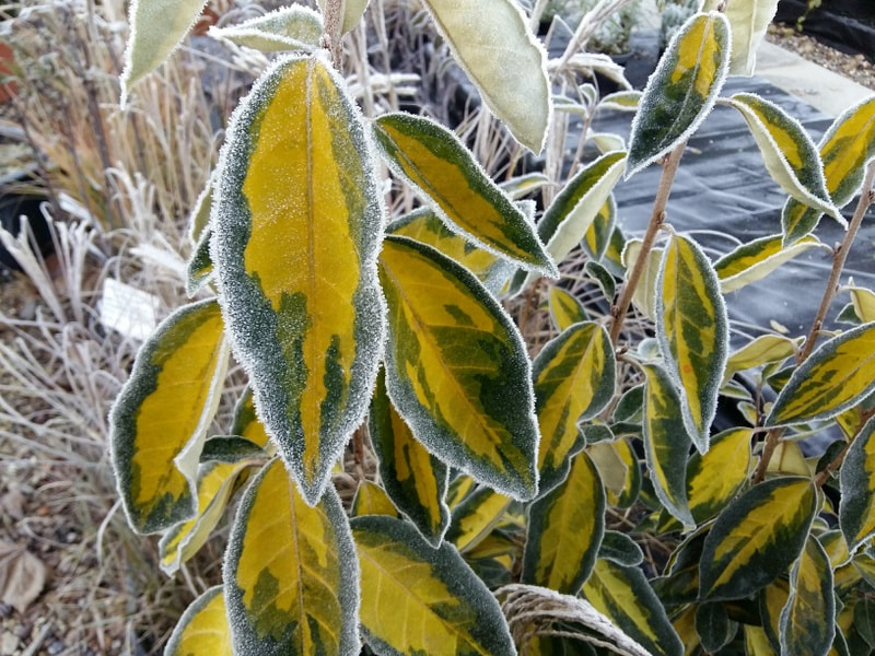 Frosted Elaeagnus foliage