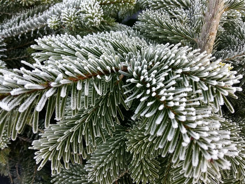 Frosted Pine foliage