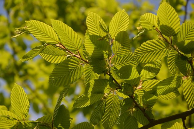 Hornbeam is the ideal plant for screening