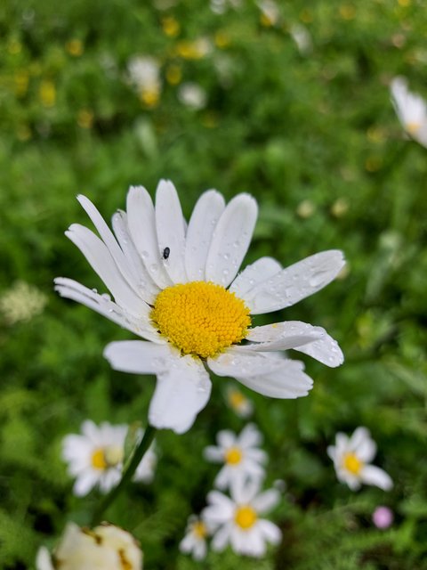 Wildflower Meadow Oxeye Daisy