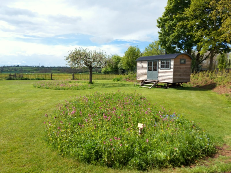 Wildflower Meadow and Shepherds Hut